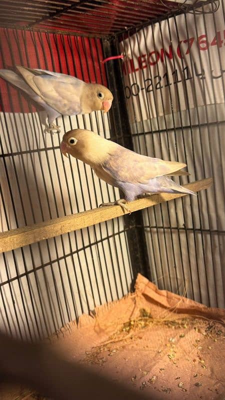 blue pestal love birds_bluepestal breder pair 0