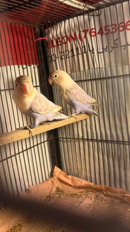 blue pestal love birds_bluepestal breder pair 2