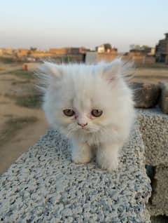 Persian Kittens | Punch Face | Triple Coated | Kittens For Sale