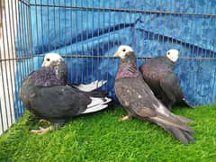 Beautiful Mukhi pigeons |  Kachpare Mookee pigeons