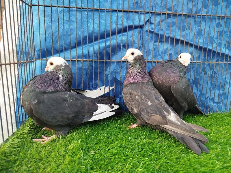 Beautiful Mukhi pigeons |  Kachpare Mookee pigeons 0