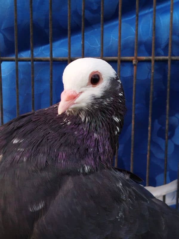 Beautiful Mukhi pigeons |  Kachpare Mookee pigeons 1