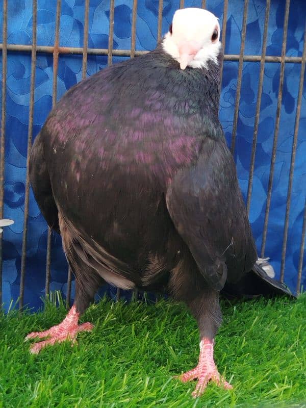 Beautiful Mukhi pigeons |  Kachpare Mookee pigeons 2