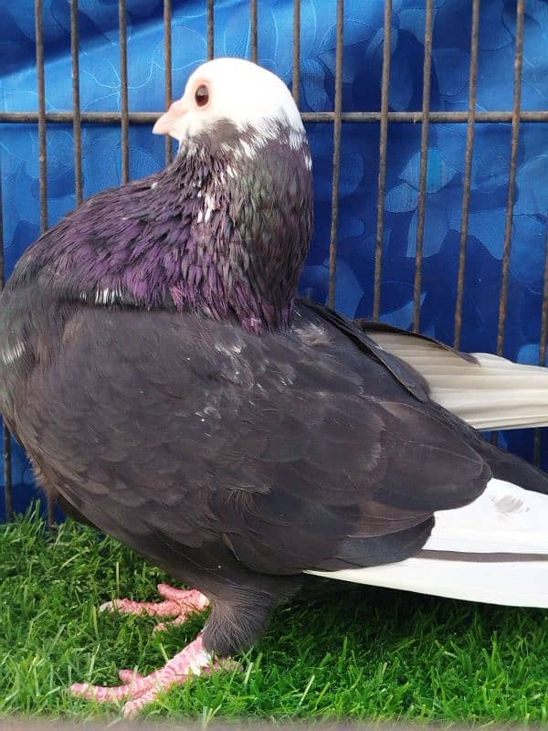 Beautiful Mukhi pigeons |  Kachpare Mookee pigeons 3