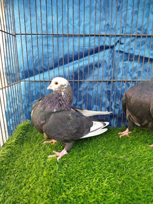 Beautiful Mukhi pigeons |  Kachpare Mookee pigeons 4