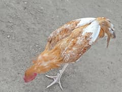 Aseel Thai / Aseel mianwali cross hens for sale