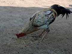 Aseel Thai / Aseel mianwali cross hens for sale