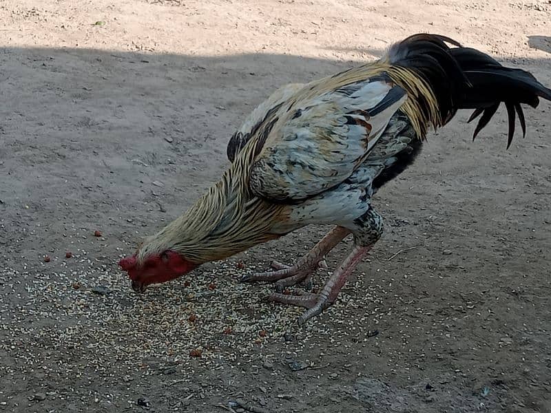 Aseel Thai / Aseel mianwali cross hens for sale 0