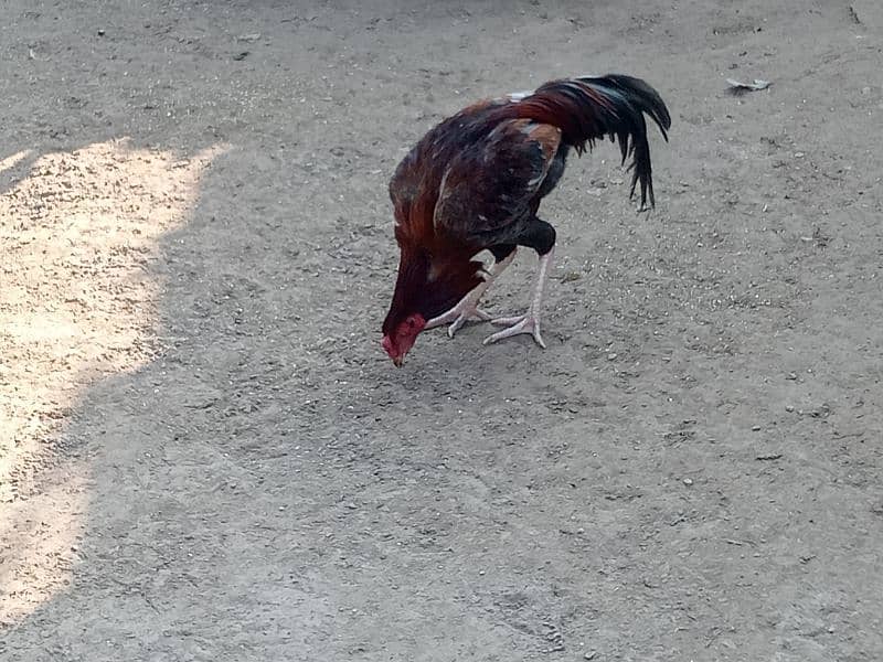 Aseel Thai / Aseel mianwali cross hens for sale 2