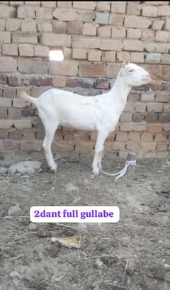 Bakri