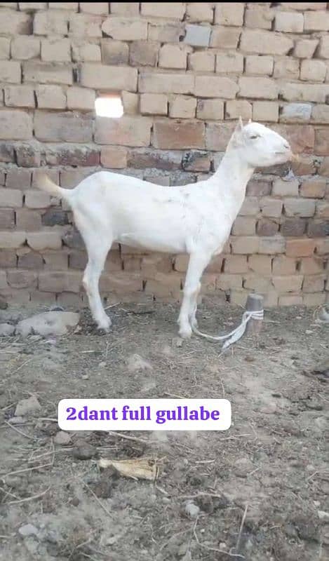 Bakri | teddy bakri ghulabi breeder path  | Goat For Sale 0