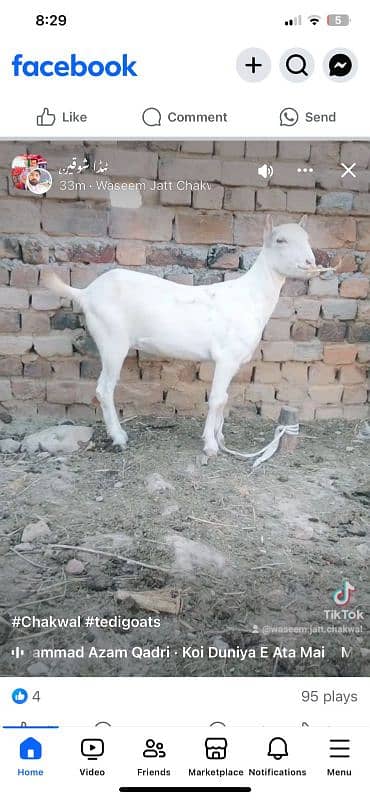 Bakri | teddy bakri ghulabi breeder path  | Goat For Sale 1