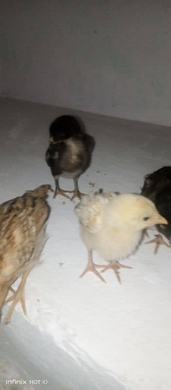 small chicks 2