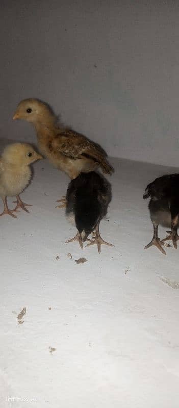 small chicks 3