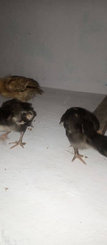 small chicks 4