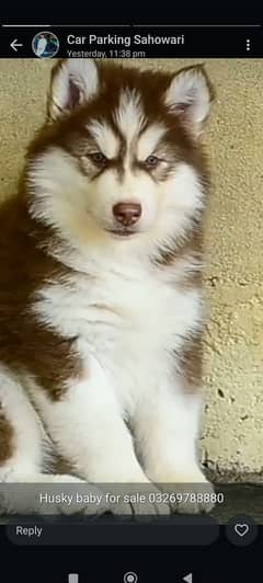 siberian husky puppies | Blue eyes husky Puppy Dog | Wolly coat Puppy