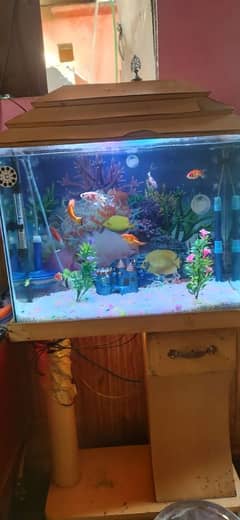 Olx aquarium best sale