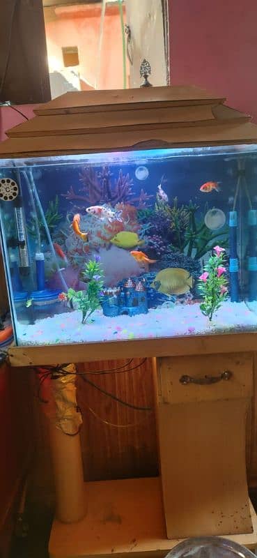 GoldFish Shipping with Aquarium 0