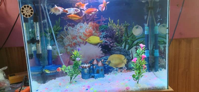 GoldFish Shipping with Aquarium 2