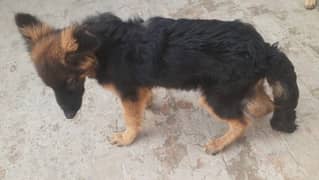 GERMANE SHEPHERD PUPPY FOR SALE | GSD | LONG COT | GERMANE SHEPHERD