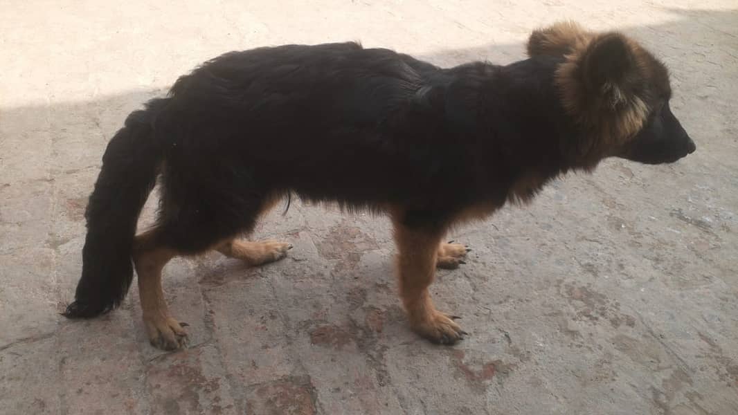 GERMANE SHEPHERD PUPPY FOR SALE | GSD | LONG COT | GERMANE SHEPHERD 2