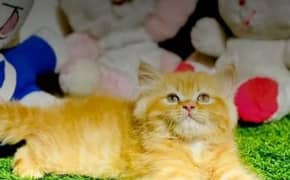 cash on delivery, Persian kittens available