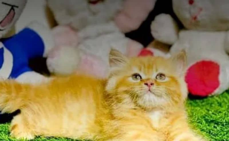 cash on delivery, Persian kittens available 0