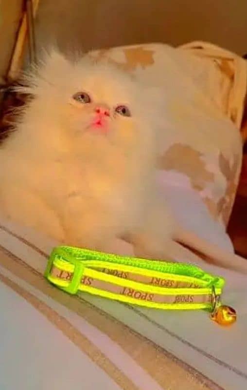 cash on delivery, Persian kittens available 3