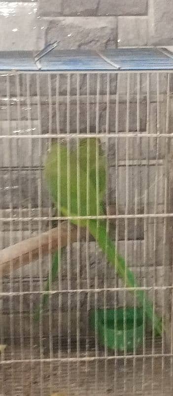 green ring neck parrot 4