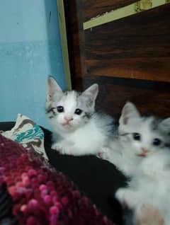 kittens for sale