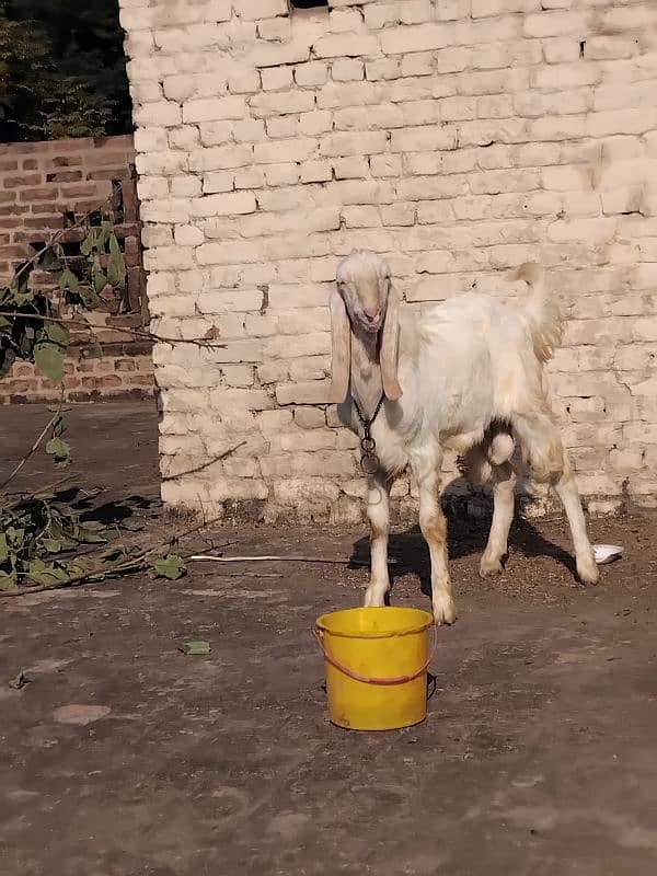 rajanpuri bakra 0