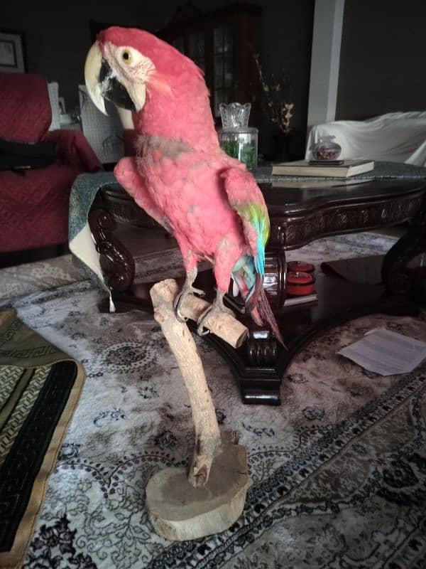 stuffed original macow parrot 0