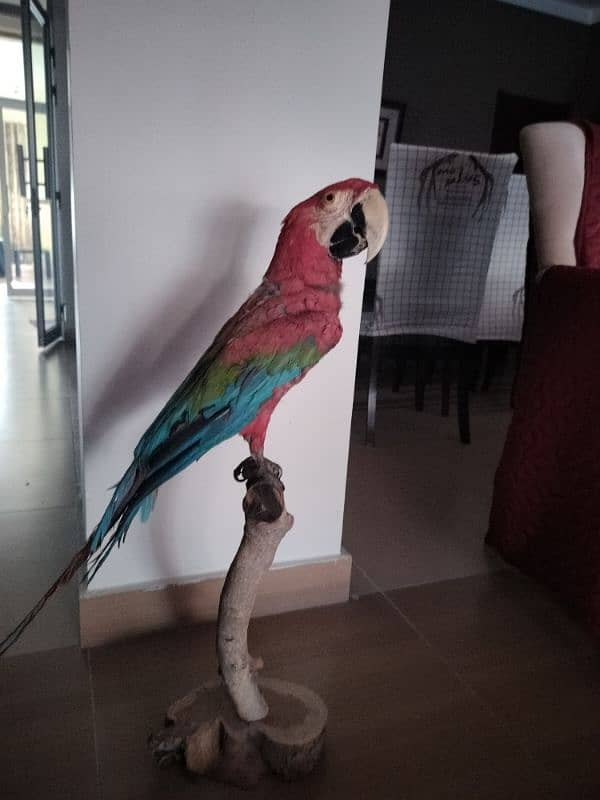 stuffed original macow parrot 2