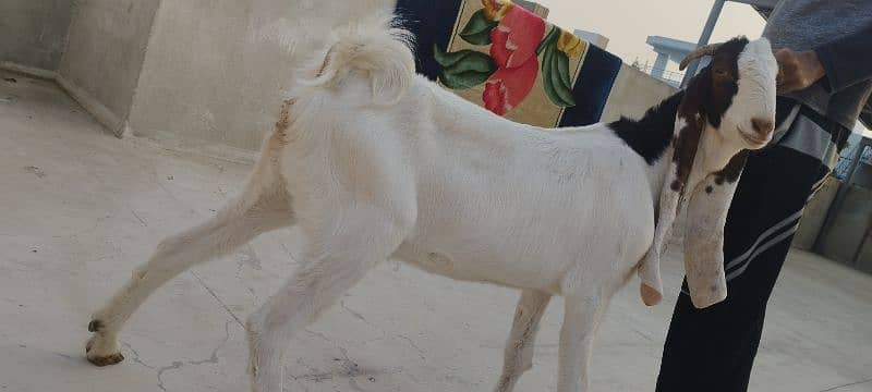 Gulabi cross bakri 3