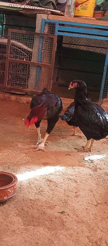 aseel lasani beautiful pair eggs guarantee 0