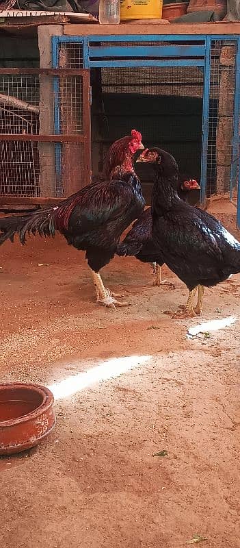 aseel lasani beautiful pair eggs guarantee 1