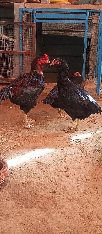 aseel lasani beautiful pair eggs guarantee 2