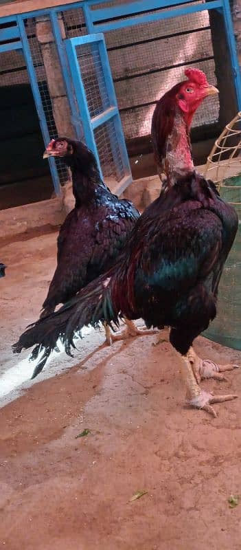 aseel lasani beautiful pair eggs guarantee 3