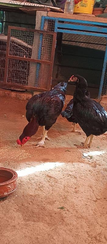 aseel lasani beautiful pair eggs guarantee 4