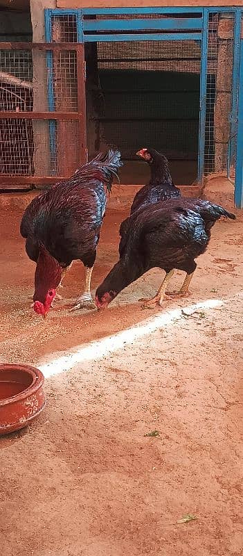 aseel lasani beautiful pair eggs guarantee 5