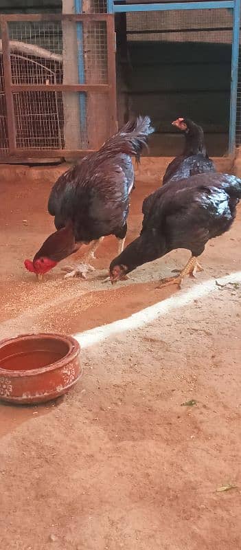 aseel lasani beautiful pair eggs guarantee 6