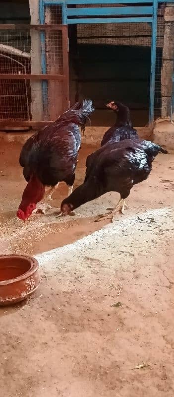 aseel lasani beautiful pair eggs guarantee 7