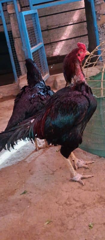 aseel lasani beautiful pair eggs guarantee 9