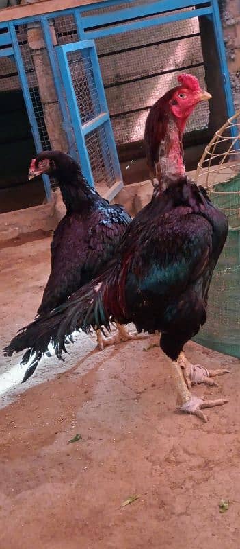 aseel lasani beautiful pair eggs guarantee 10