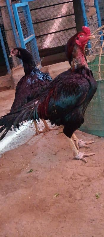 aseel lasani beautiful pair eggs guarantee 11