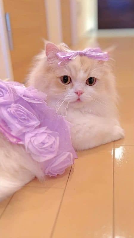 Persian Doll Cat 0