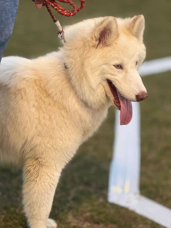 siberian husky female 0