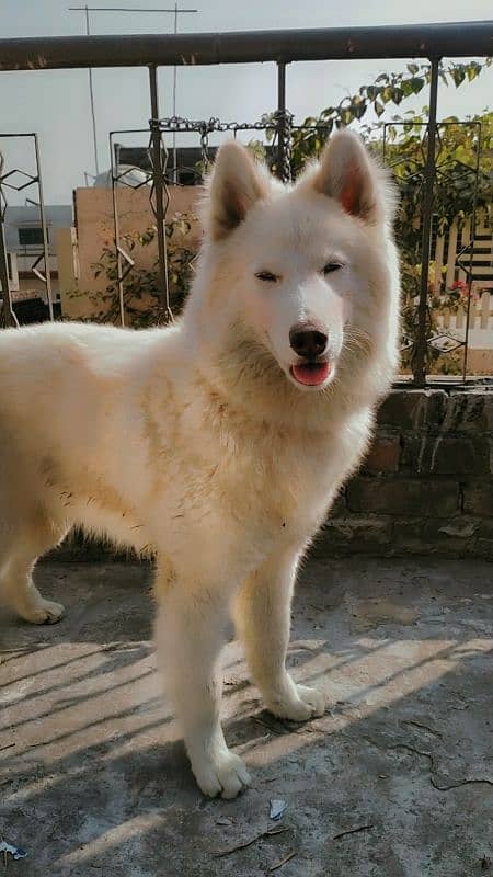 siberian husky female 1