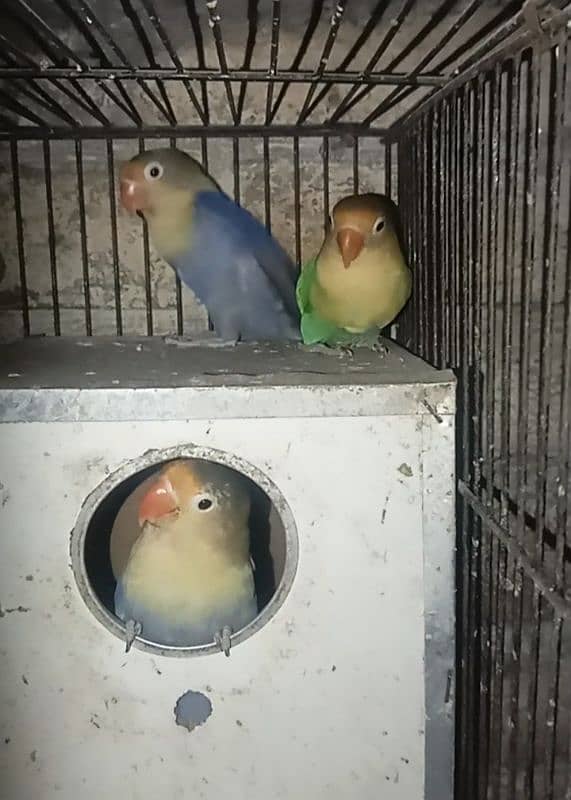 5 piece love birds for sale 0