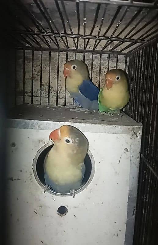 5 piece love birds for sale 1